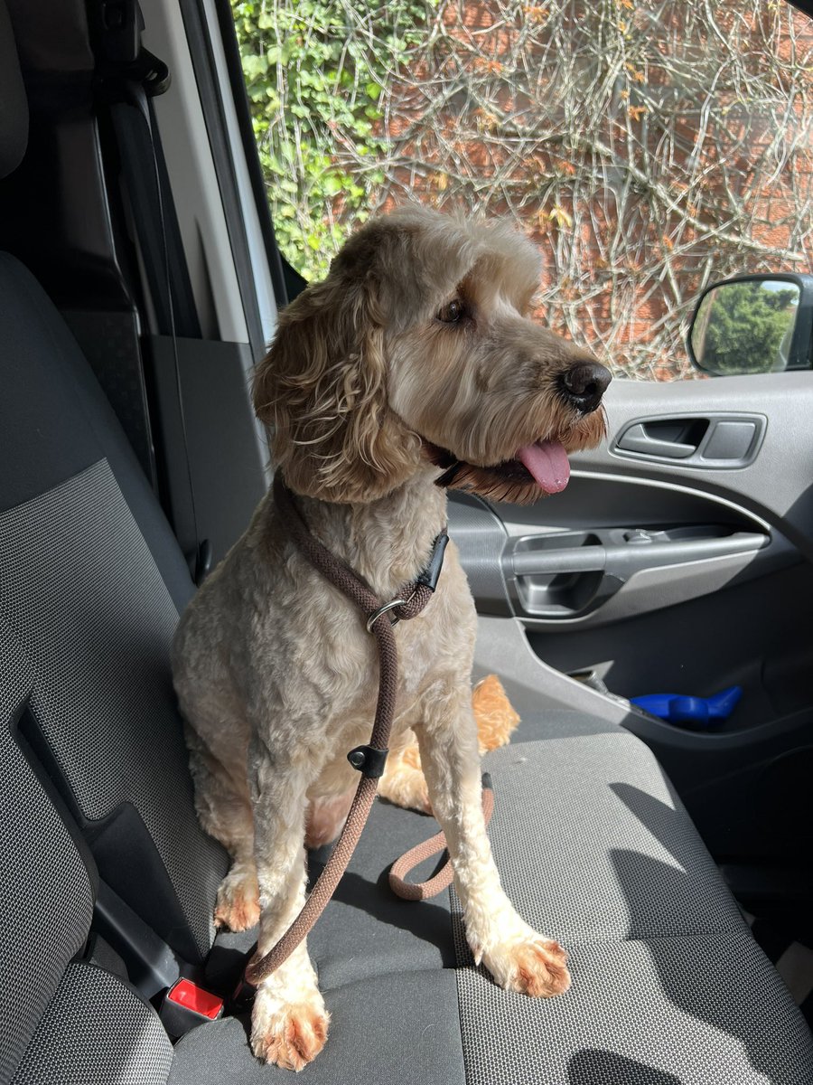 Took Loki to the Groomers today for a much needed trim, looking fab! He’s a Cockapoo so won’t last long! 🤪🐕 but I’d rather he be happy & live his best life having fun than be confined to boring dog walks and stay clean. Mucky Walk 2morow with dog friends! ☺️@RSPCA_official