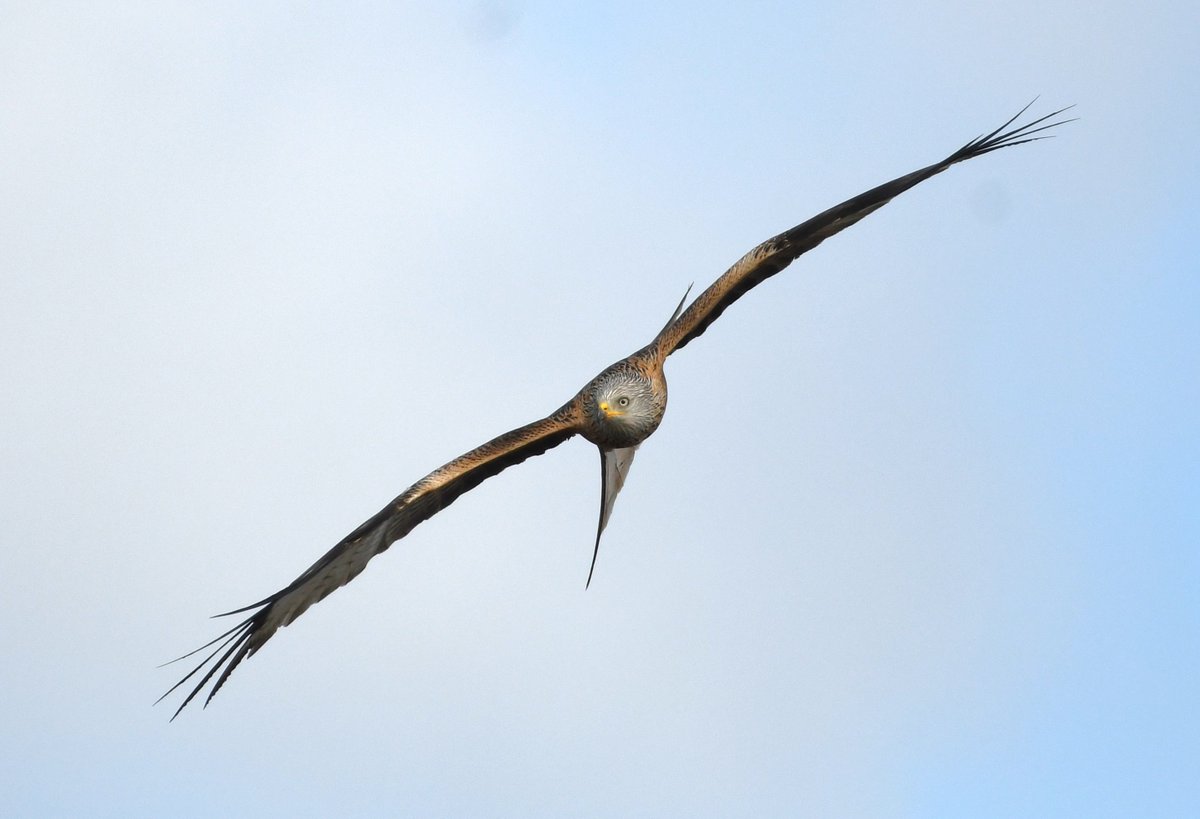 Red Kite in Harefield this morning. #LondonBirds