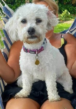 GRACE HOME SAFE. THANKS FOR RT's 😊🐕🐾

🆘20 APR 2024 #Lost GRACE #ScanMe
White Bichon Frise Female 
Claygate Road #Tonbridge #Kent #TN12  
She got spooked and escaped from garden.  
Home is Queens Road, Maidstone ME16.  
PLEASE DO NOT CHASE 
doglost.co.uk/dog-blog.php?d…