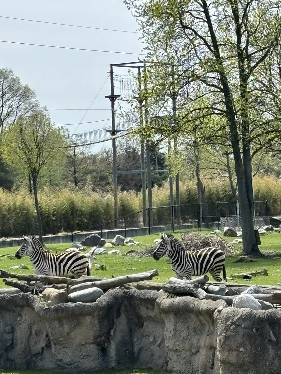 Zebras @ToledoZoo