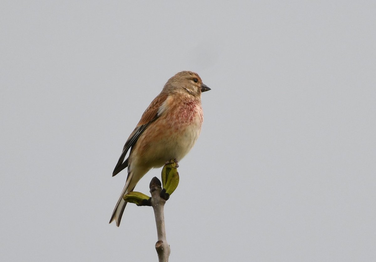 Male Linnet in Harefield this afternoon. #LondonBirds