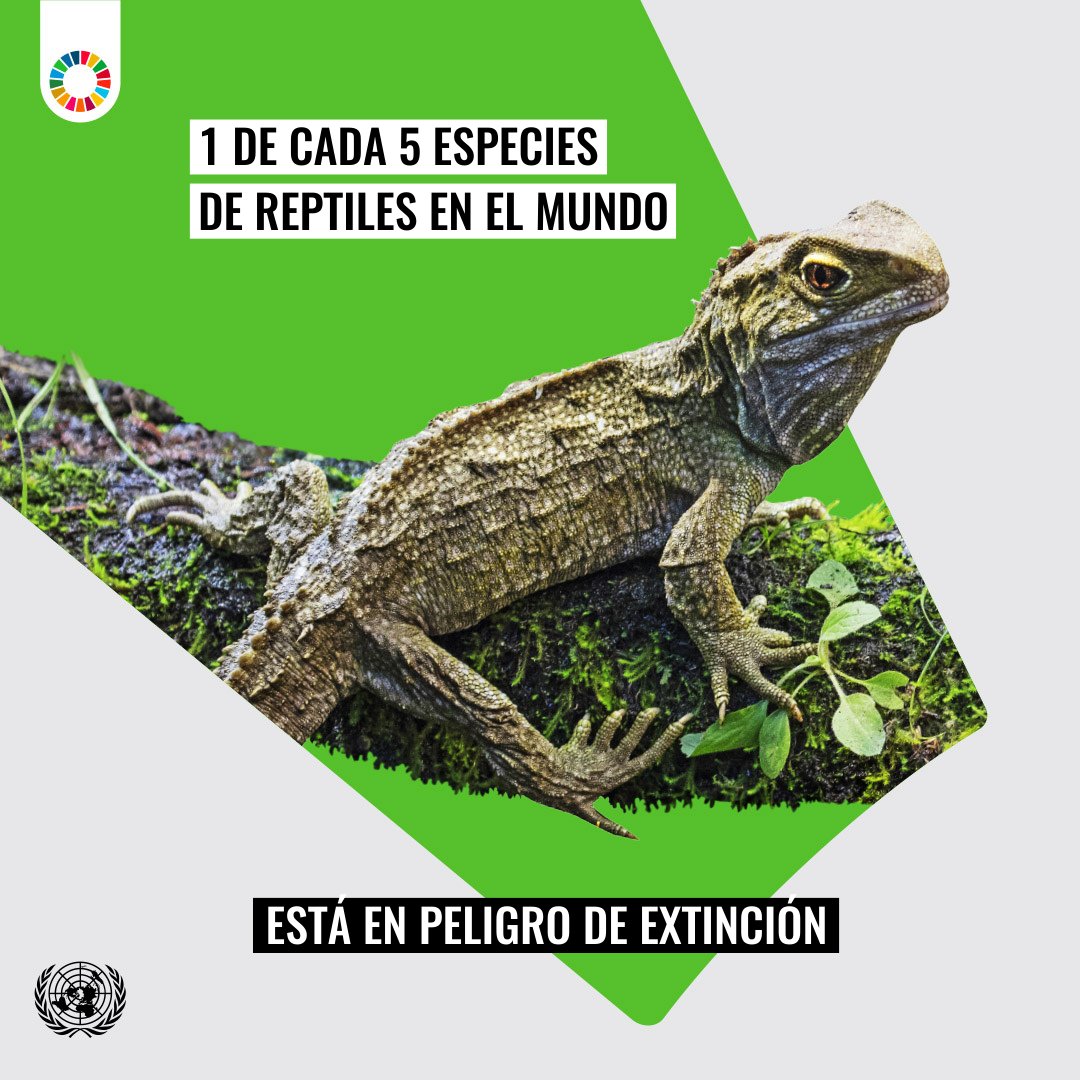 1 de cada 5 especies de reptiles en el mundo está en peligro de extinción. Si queremos evitar una pérdida masiva de biodiversidad, debemos avanzar en el cumplimiento de los #ObjetivosMundiales. #ActúaAhora sdgs.un.org/es/goals/goal15