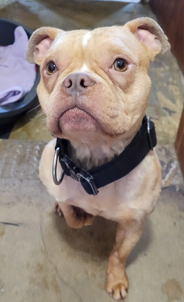 Please retweet to HELP FIND THE OWNER OR A RESCUE SPACE FOR THIS ABANDONED DOG #LIVERPOOL #UK 'So today a lady brought this dog in to us after she found tied up Rimrose Valley area💔💔💔 He's such a lovely little character who unfortunately isn't microchipped. We have called