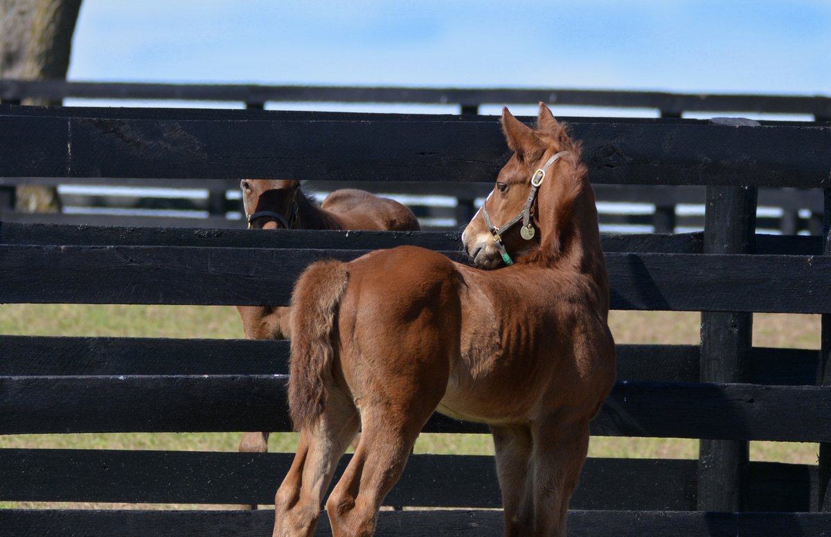 Caught in a 'stare-down' situation with these foal friends on a #FoalFriday! Who will blink first? 😄🐴 #FenceFaceOff #FoalFun