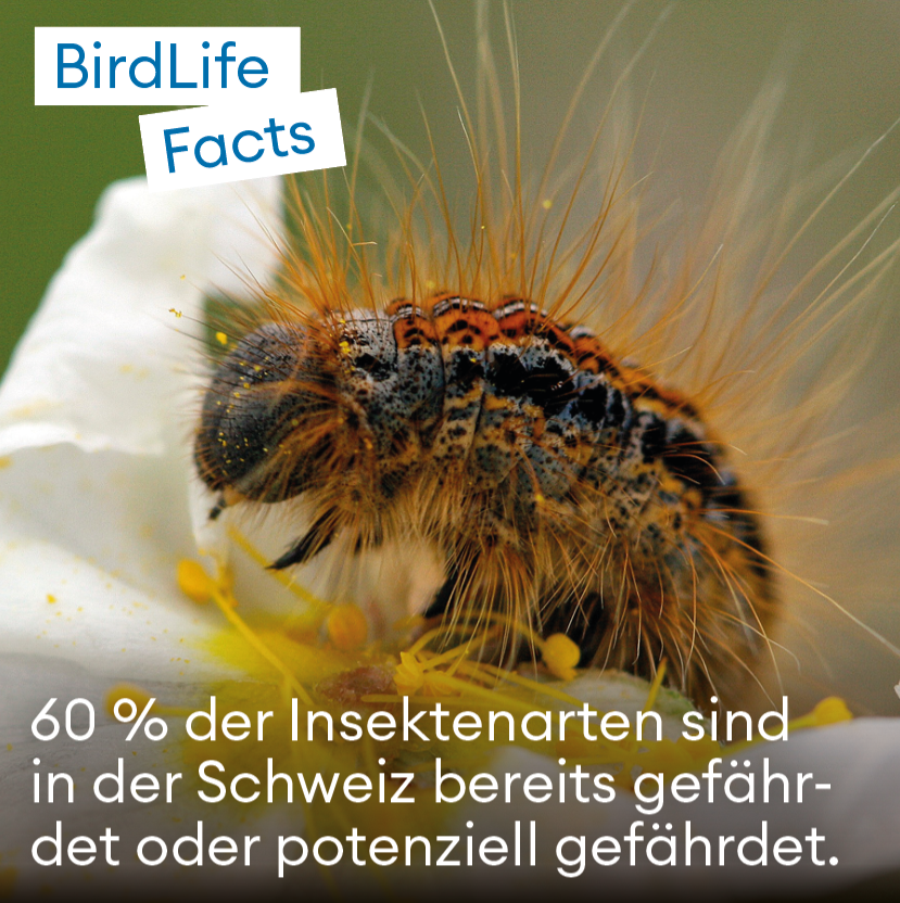Das #Artensterben schreitet voran: Die Schweiz hat die längsten Roten Listen aller OECD-Länder. 60 % der Insekten sind gefährdet oder pot. gefährdet. Bei den Fischen und Reptilien sind es 80 %, bei den Vögel 60 %. Wann machen wir die Augen auf?
Infos: birdlife.ch/de/content/the…