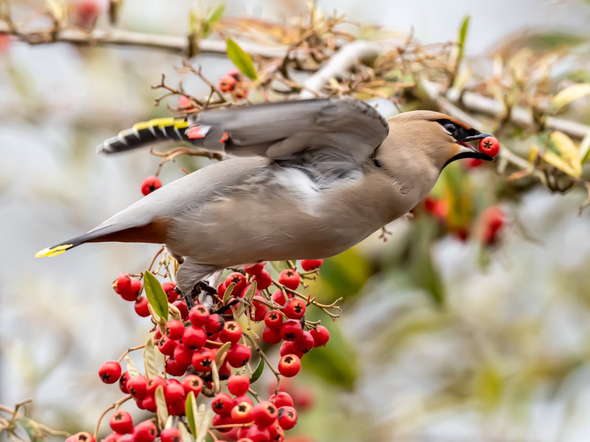 Unusual to still be able to see Waxwings in April but the flock at the rear of the Waitrose store in Saxmundham were a real delight today.