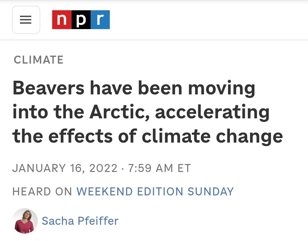 Hey there @aoc Forget about cow farts, yak dung, hungry moose, we need to do something about those damn beavers moving into the Arctic, please write a bill in Congress to stop these critters before climate change is irreversible! 😭