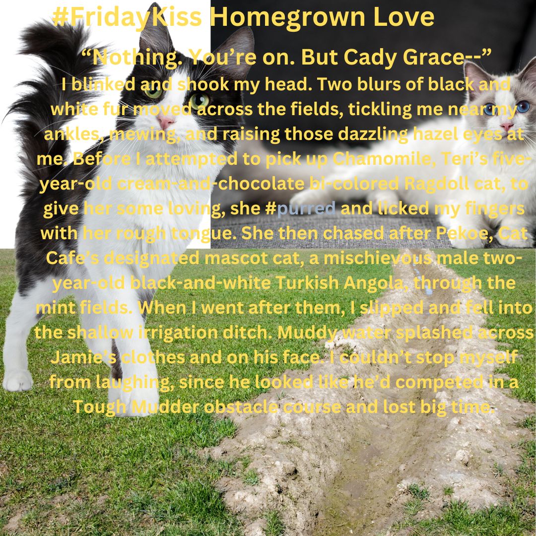 #Fridaykiss Homegrown Love Two blurs of black and white fur moved across the fields, tickling my ankles, mewing, and raising those dazzling eyes at me. Before I attempted to pick up Chamomile, Teri's cream and chocolate Ragdoll cat some loving, she #purred & licked my fingers...
