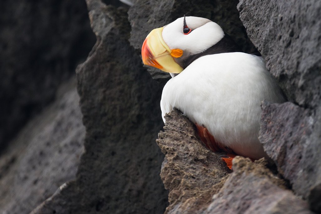 On their roost #puffins