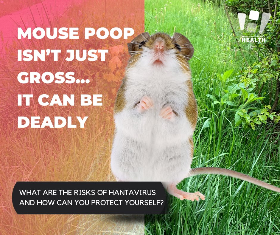Fact: #Hantavirus can cause Hantavirus Pulmonary Syndrome (HPS) - a severe, sometimes fatal respiratory disease. We get reports of 1 to 5 cases of #HPS each year in Washington. Learn More: bit.ly/3vsHKbn