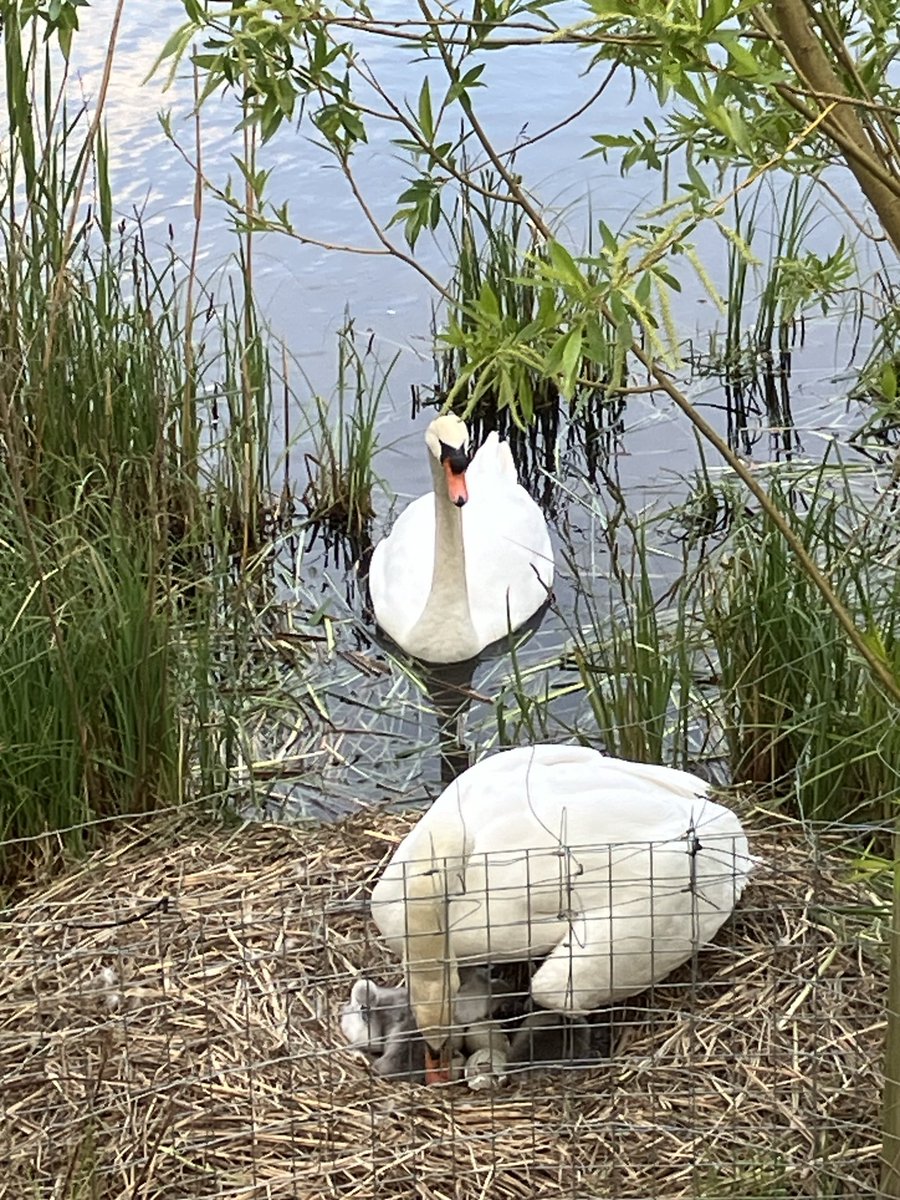 Heath swans hatched