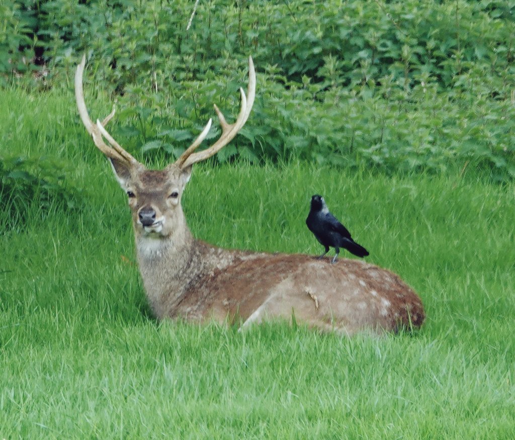 Sika stag with his mate 'Jack' in Althorp park today.
Conservation@althorp.com #Spencerestates