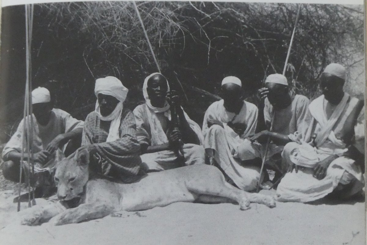 In the 1930's, #Darfur (an independent sultanate until 1916) was one of the remotest places in the British Empire. The Assistant District Commissioner in Kutum was the later-legendary Wilfred Thesiger. Here, Zaghawa tribesmen display to him a marauding lion they had just shot.