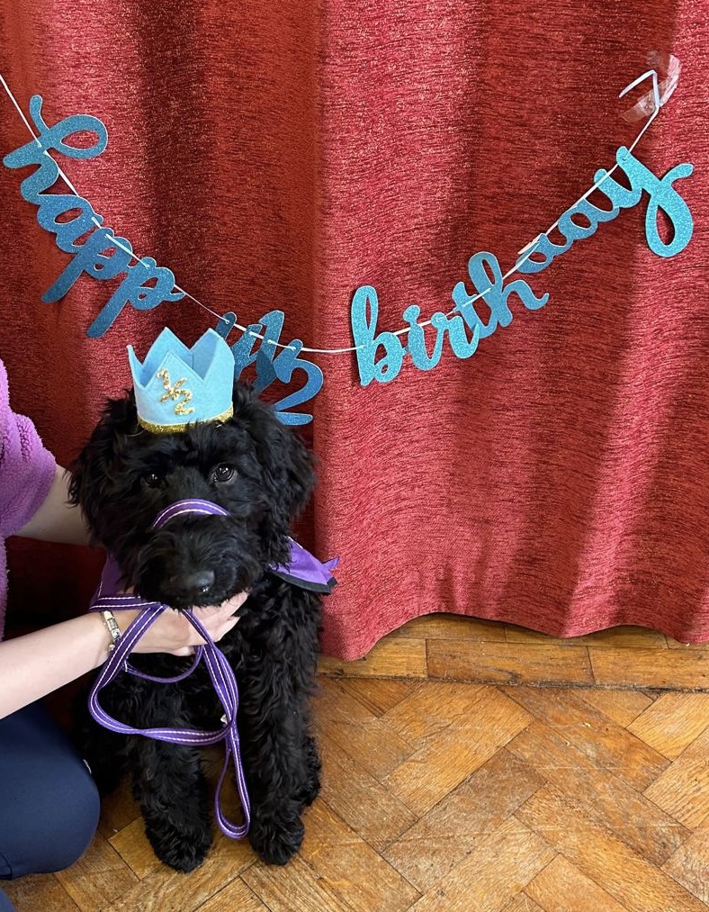 Happy half-birthday to our beloved therapy dog Pluto! 🐾 It's been six months since this furry ball of fun joined our school & we couldn't be more grateful for all the joy and comfort he's brought to our students & staff. Here's to many more months of tail-wagging & puppy love!