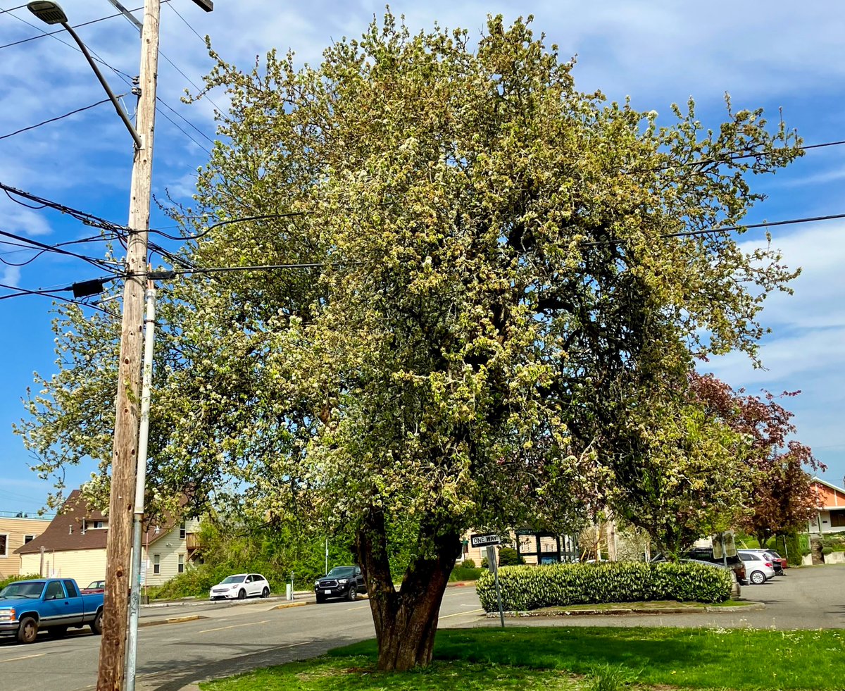 City arborists removed an unstable heritage pear tree at Olympia Timberland Library and replaced it with Natchez Crape Myrtle. Woodturning expert Larry Miller salvaged wood for a commemorative platter and presented it to the library for #NationalArborDay.