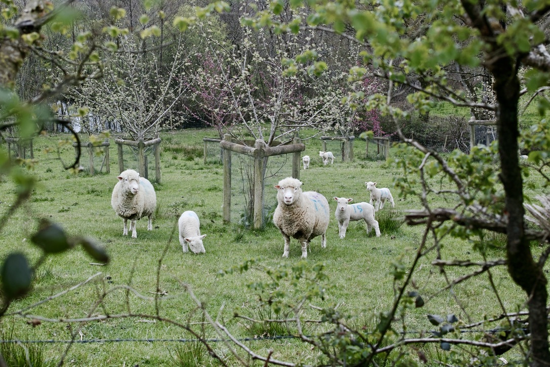 April 26. Iddesleigh, Devon. April 2021.