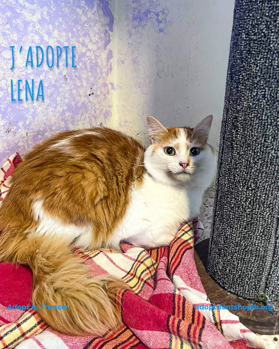 Lena a été sauvée après avoir été maltraitée dans la Béqaa. Elle a subi une chirurgie pour retirer une balle de son dos - c'était une opération très délicate. Elle est très douce et câline.
Pour plus d'info. +33 7 64 24 73 40

#adoptdontshop