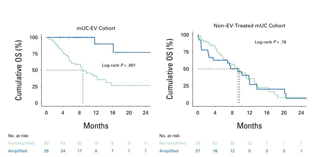 Great work by @niklas_kluemper et al. finding that 24% of mUC have Nectin4 ampl, which predicts ⬆️ORR (96% vs 32%) & ⬆️OS with the ADC #EV. Excited to see EV data for MBC presented at ASCO by @antgiorda & to study this biomarker in breast cancer. Congrats! ascopubs.org/doi/full/10.12…