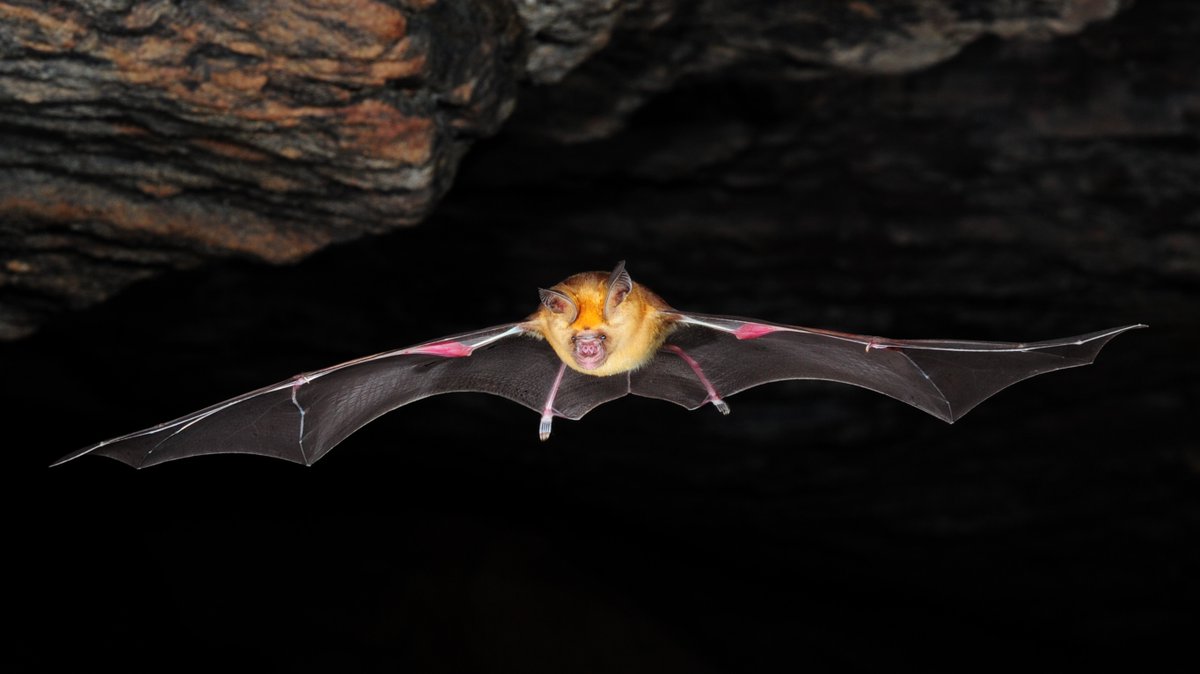 New featured image on our journal's homepage! nature.com/ncomms/ Related to this article: Bat species assemblage predicts coronavirus prevalence nature.com/articles/s4146… @SSommerLab @EcoEvoDom @vmcorman @c_drosten Image credit: Dr. Florian Gloza-Rausch