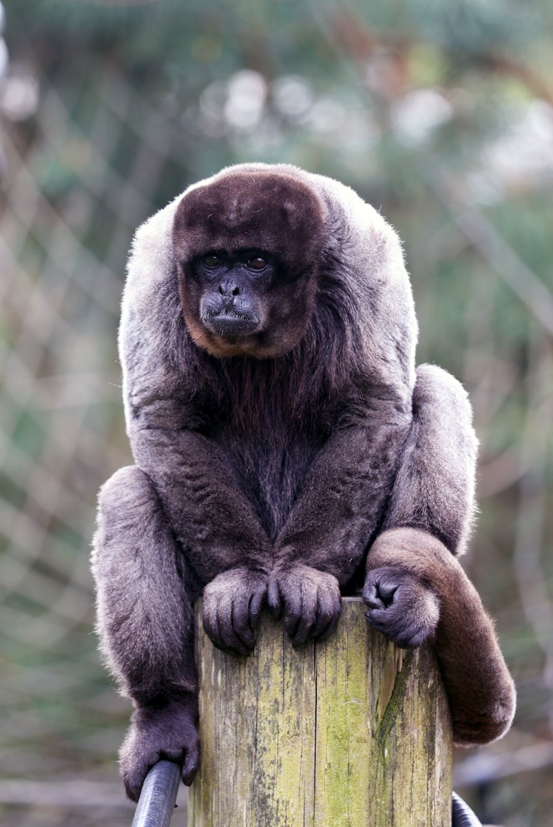 A great one of dominant male woolly monkey Levar, taken by Ruth! Thanks for sharing your photos! As well as sharing them on social media, we may also use them in the Ape Rescue Chronicle for adoptive parents! There is a new issue out soon so renew / take out an adoption today!
