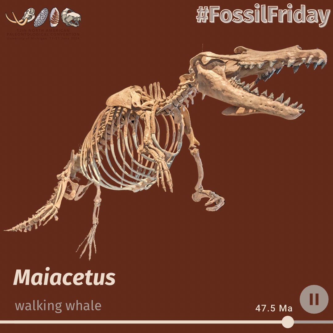 Mama #Maiacetus not in the sea 🌊 
Splash so wild & walk so free,
Heaven above & #Eocene sea below,
And a precocious walking #whale on the go.🐋
Baby Maiacetus🐳
Is the water warm, in your mama’s home,
With you so head-first happy? 😊 

UMMP VP 118197
#FossilFriday #paleontology