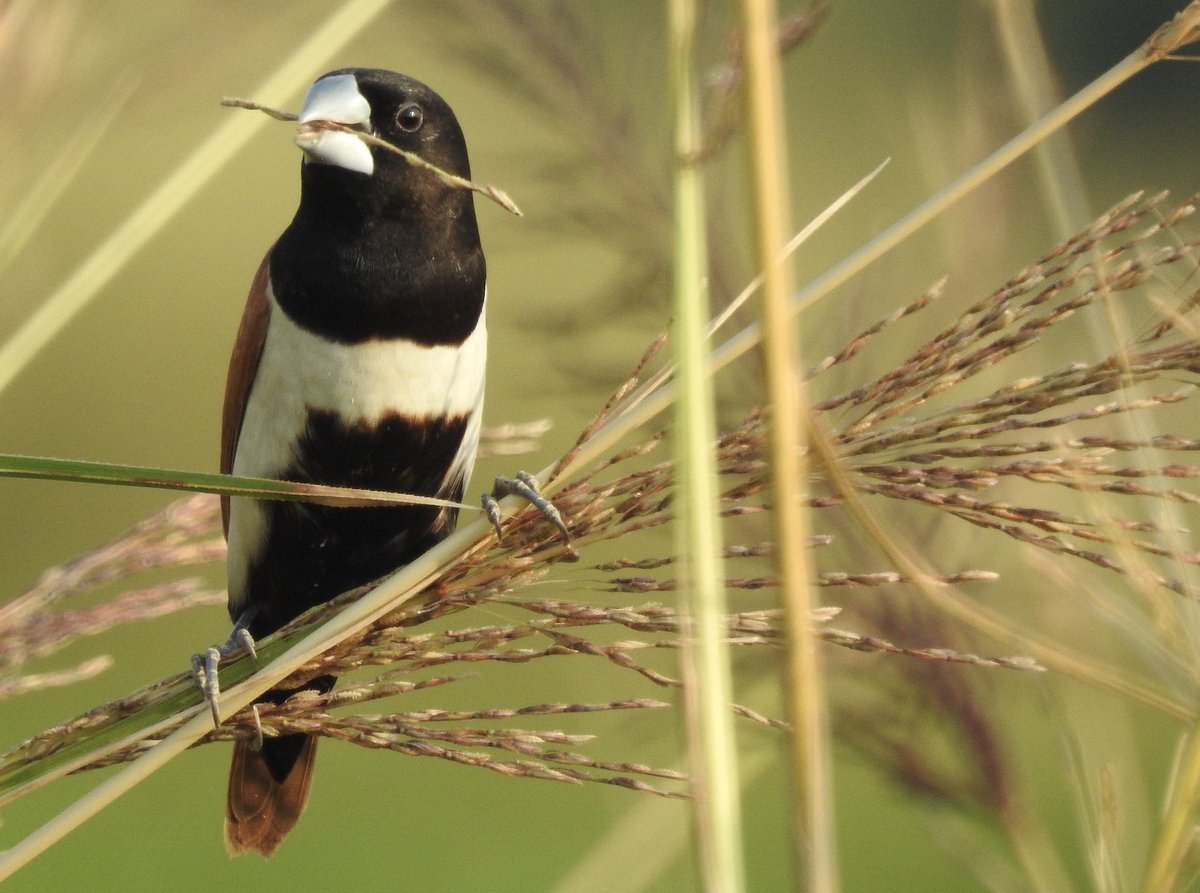 #birds of the reed beds & floodplains, the Tricoloured munia - one of the eight species of Munia found in the Indian subcontinent
#IndiAves