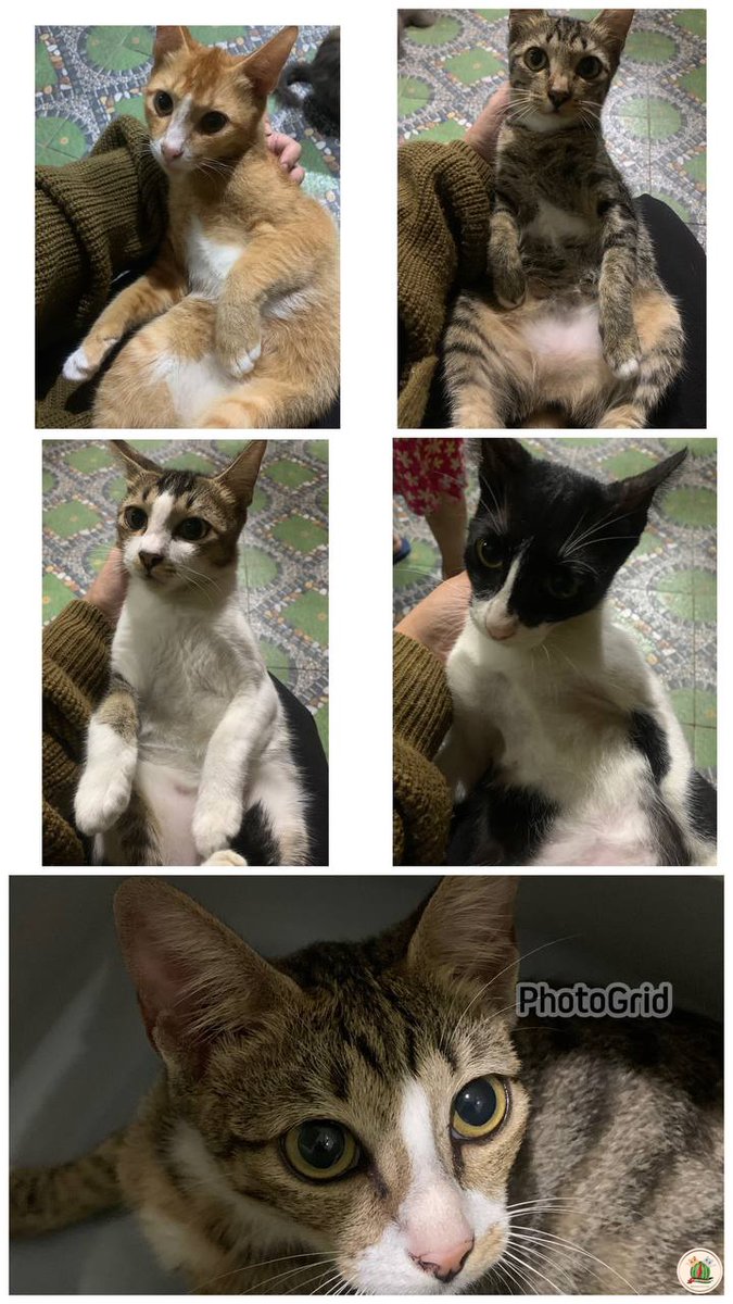 kcg! HUHU BESOK MAU DIJEMPUTT INI BENERAN GAK ADA YG MAU ADOPT KAAH MEREKA GENDUT22🥺🥺😭😭 dom bekasi timur aaaa