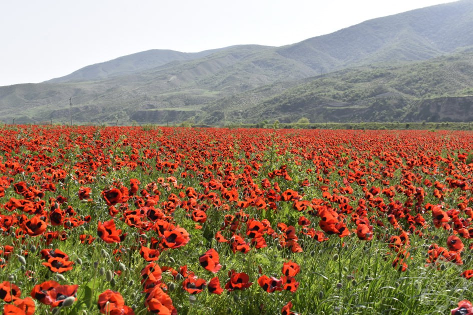 🇦🇿 #Khojaly's poppies: Blooms of remembrance and resilience.

#CaliberAz #Azerbaijan #Karabakh #KarabakhisAzerbaijan #flowers