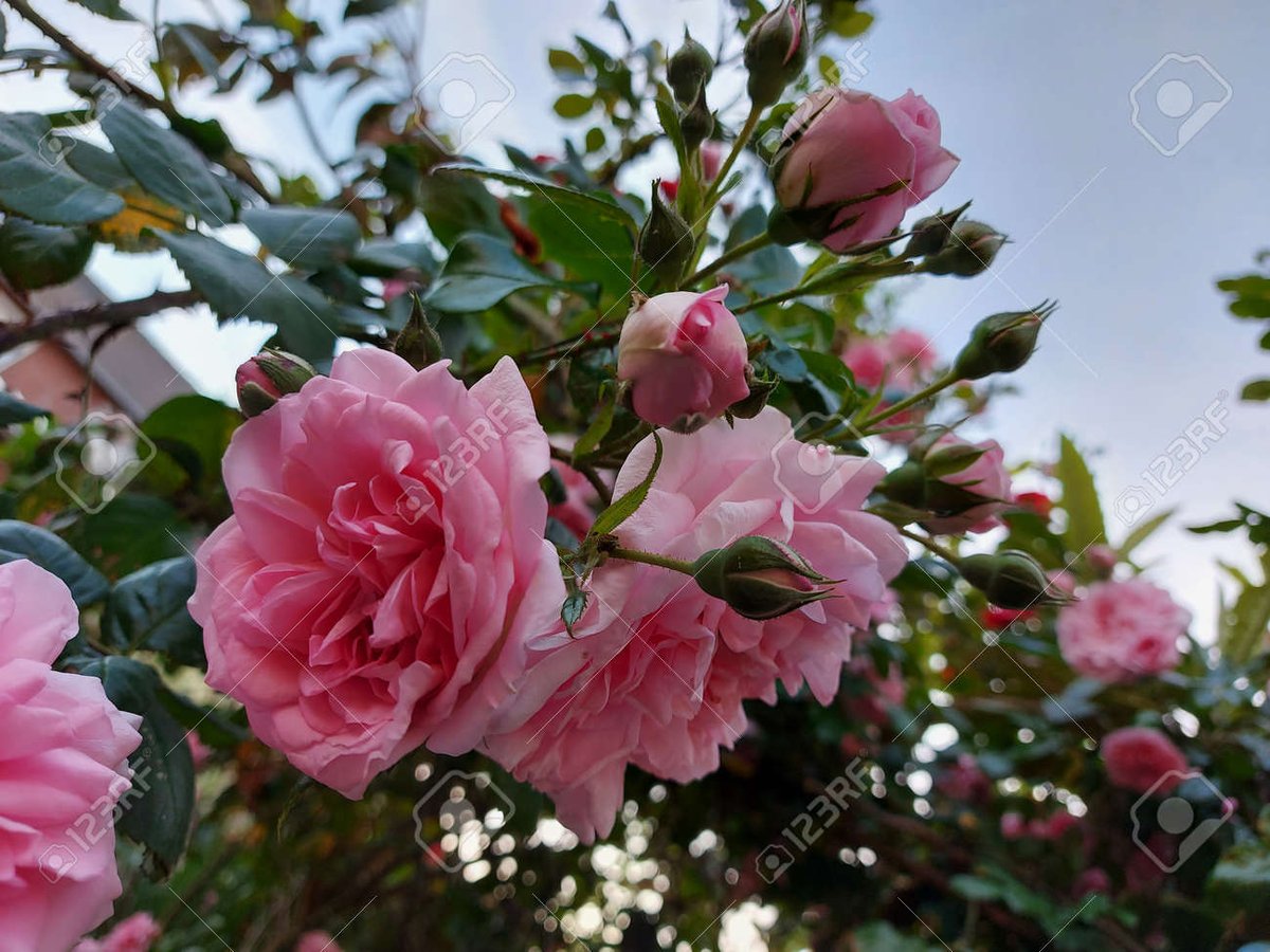 'Rosebuds' a special fandom name from a special idol💜 love it

블랙핑크로제 #ROSÉ #로제