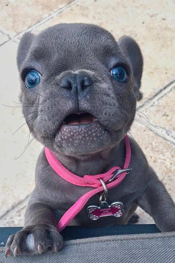 Blue eyes 💙
#dog #pet #frenchie #dogmom #doglover #petlove #cute