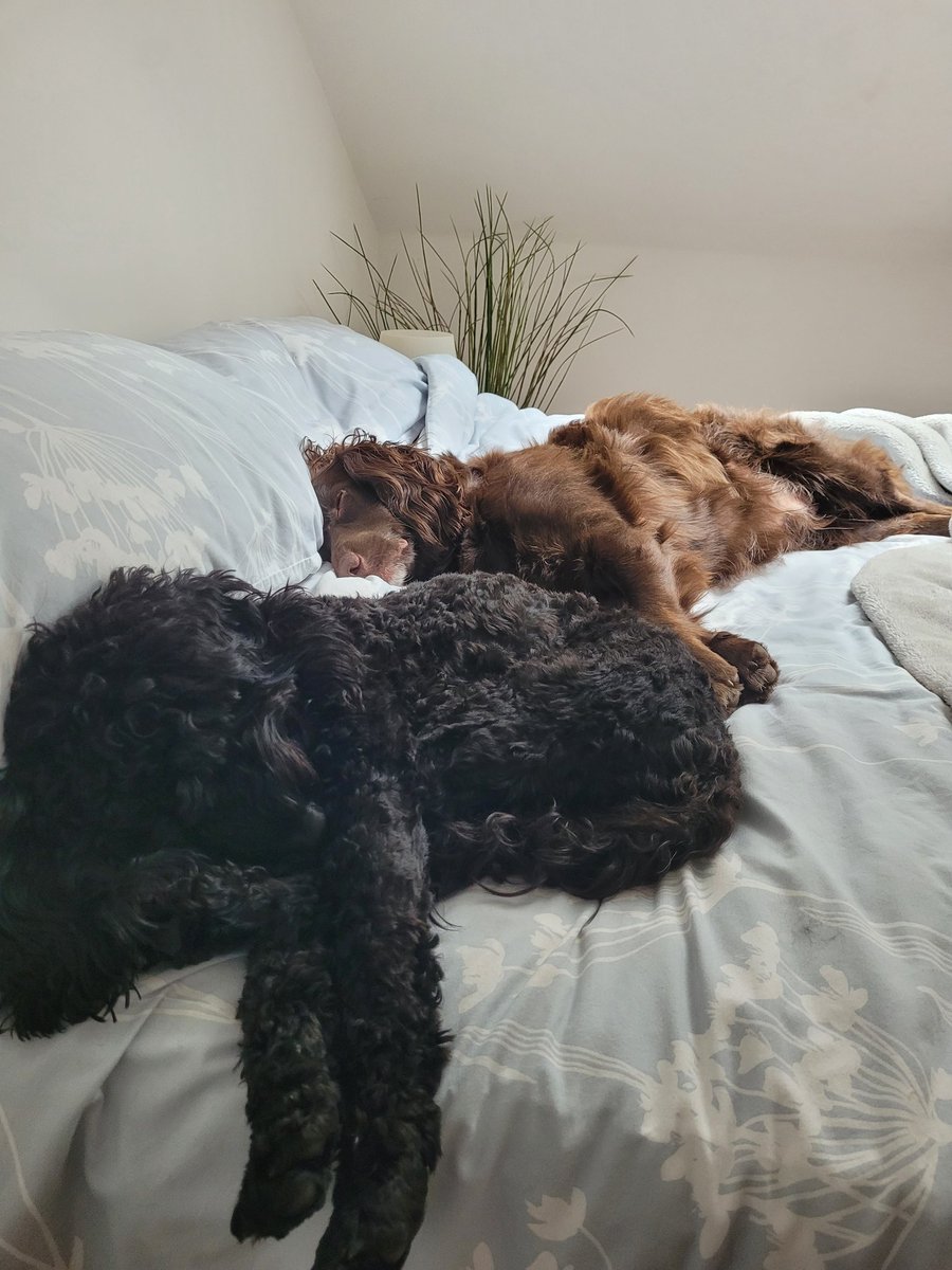 ConnorCeri's tweet image. On a Teams call, disturbed by snoring coming from my right!