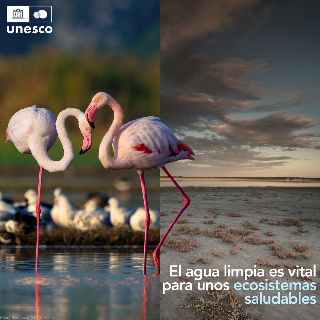 ¿Cuál es el futuro que queremos para nuestro planeta? 🌎 El 80% de las aguas residuales vuelve a la naturaleza sin tratarse ni reutilizarse, dañando gravemente los ecosistemas. Actuemos #PorLaNaturaleza, antes de que sea demasiado tarde. 👉 unesco.org/reports/wwdr/e…