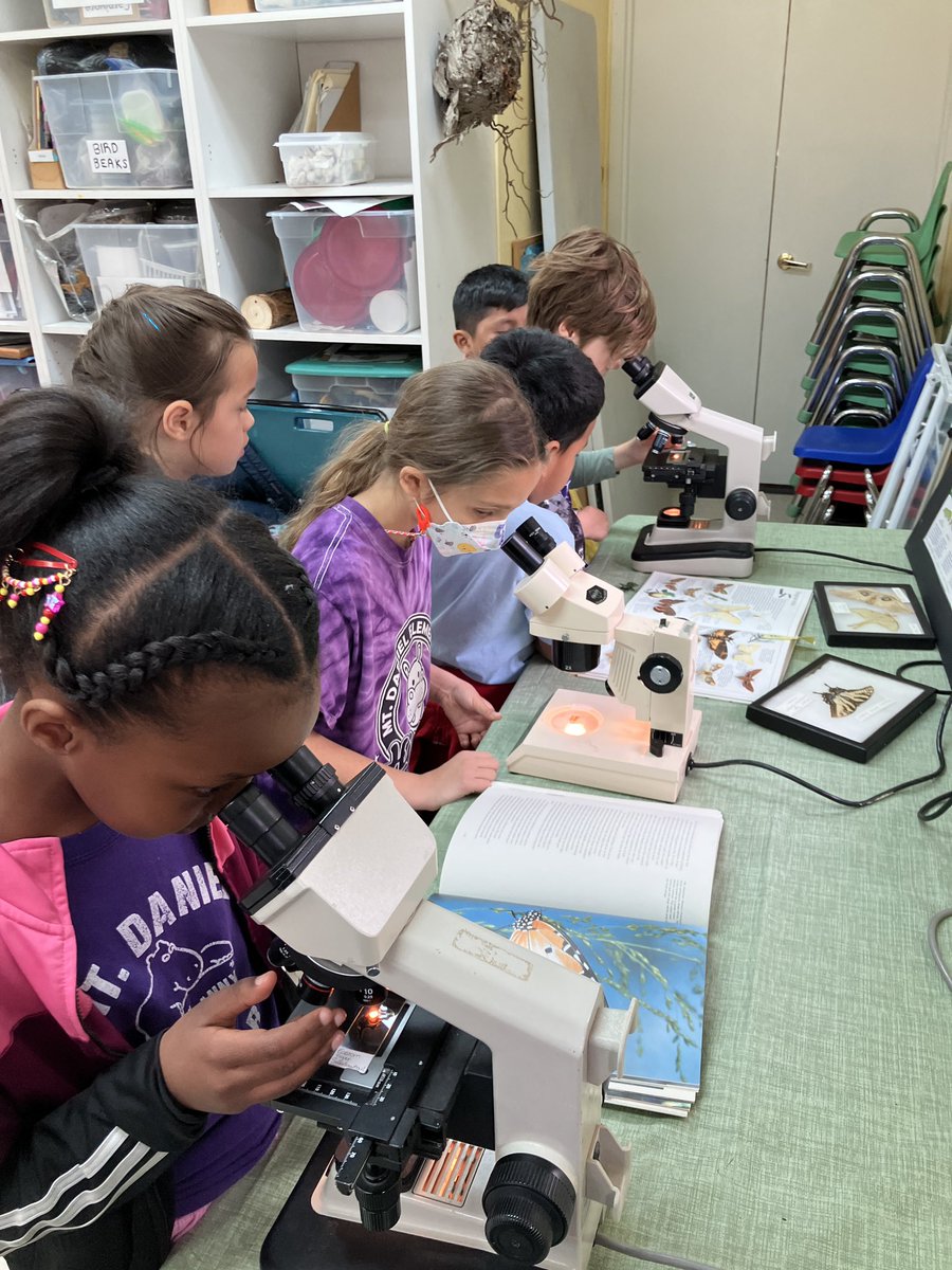 We learned about life cycles at Green Spring Gardens! <a href="/mdhippos/">Mount Daniel School</a> <a href="/FCCPS/">Falls Church City Public Schools</a>