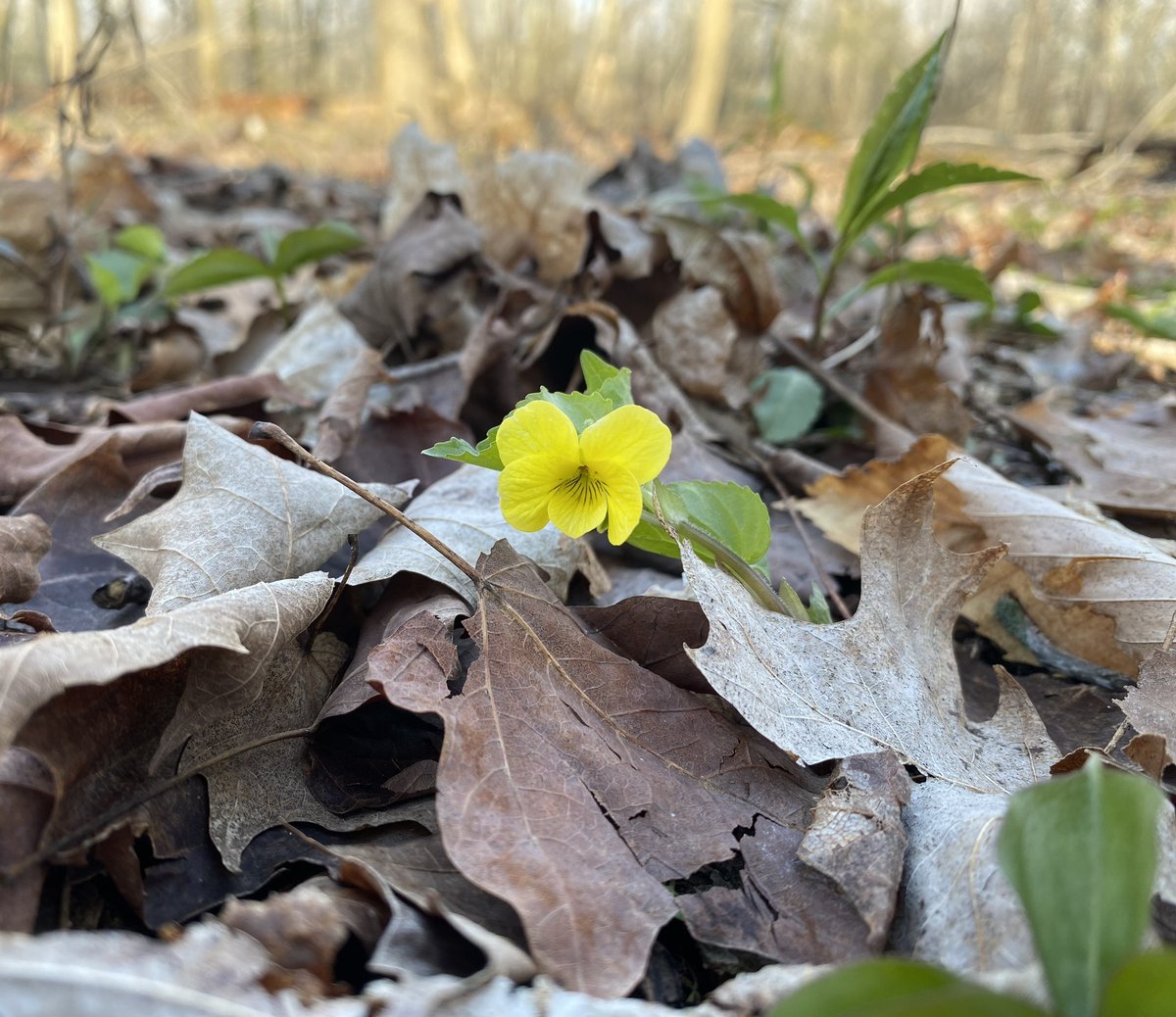 Downy Yellow Violets are blooming along Spicebush Trail! 🌸 #visitck #spring [Image: Small yellow flower blooms amongst dry leaves.]