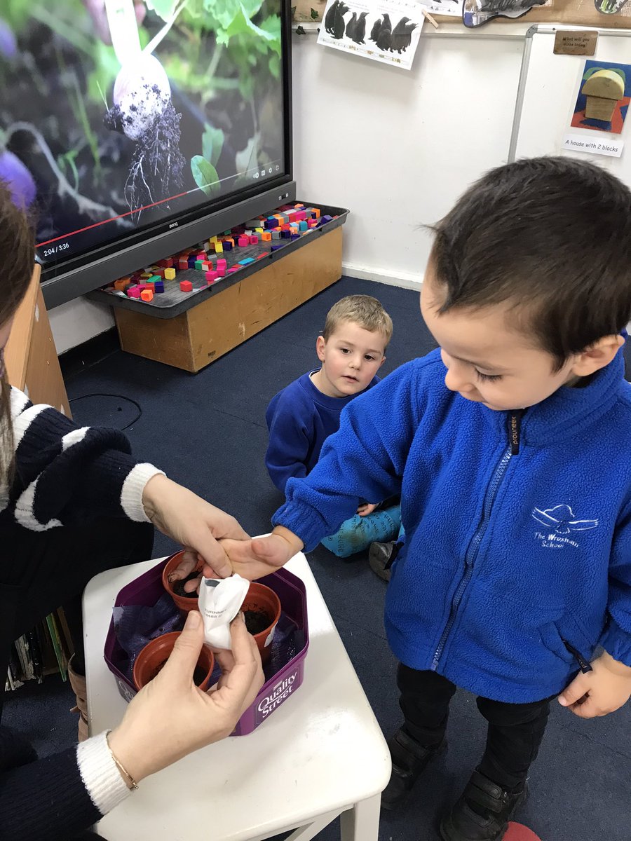 Following on from The Enormous Turnip, the Acorns enjoyed planting turnip seeds. Watch this space to see how they grow! @WroxhamSchool #wroxhamscience