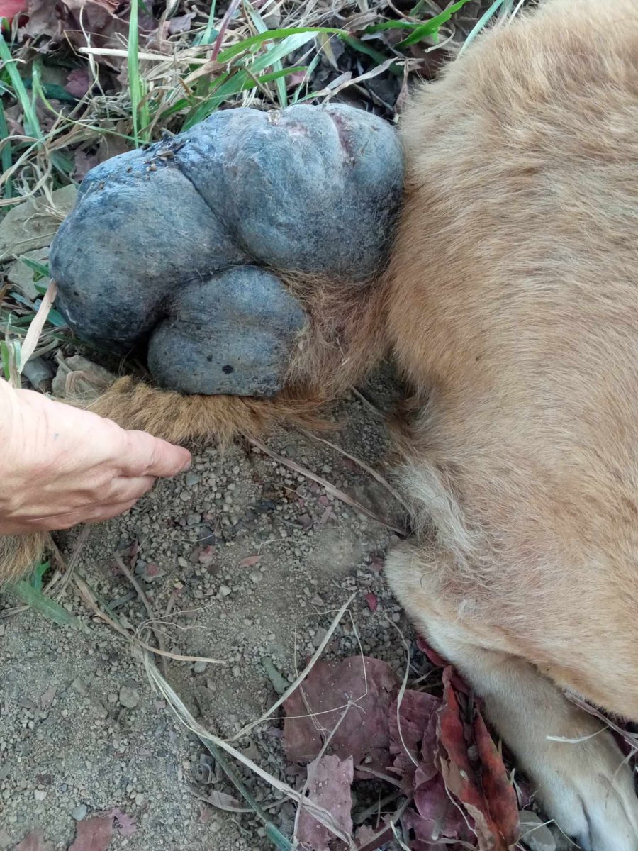 NiallHarbison's tweet photo. This is Pablo. He came in this week with a huge growth on his tail. He’s been in a world of pain but today was the big day. We managed to get him booked in for an operation. 

It was risky because he is an older boy and very overweight but it was a success (1/7) 🧵 https://t.co/slk2YyuzOa