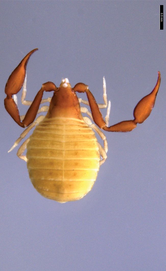 ZooKeys_Journal's tweet photo. A new species of pseudoscorpion is described from dry habitats in a cave in central Colorado. Find out more about it in this research article: https://t.co/UUcV8lhAM4

#newspecies #taxonomy #pseudoscorpion @wamuseum @ScienceUWA https://t.co/XHUYgE8F7v