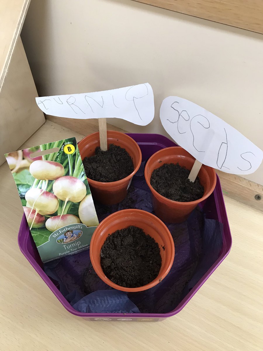 More planting of turnip seeds @WroxhamSchool