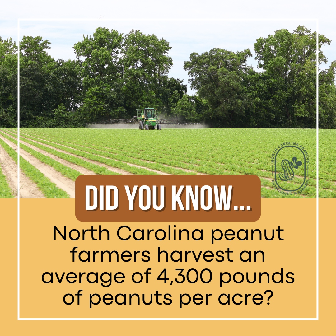 Let's hear it for the peanut farmers of North Carolina! 🙌 

Did you know they harvest an average of 4,300 pounds of peanuts per acre?

Let's give them a round of applause for their hard work and for providing us with delicious and nutritious peanuts! 🥜 🎉 

#NCpeanuts