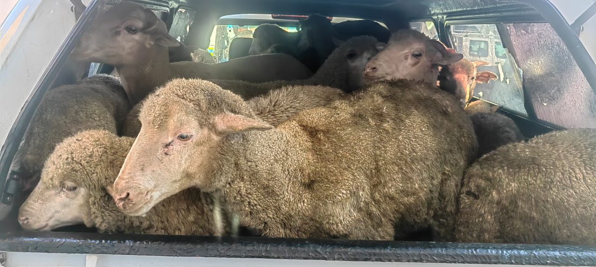 Three suspects arrested for stock theft  buff.ly/4bd1VJo

#ArriveAlive #StockTheft @SAPoliceService