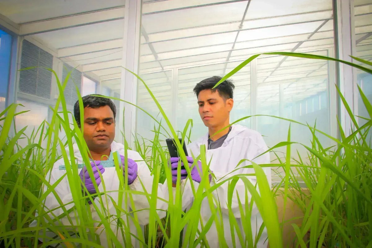 Multiple positions at @irri buff.ly/4aH6zj8 #PlantSciJobs