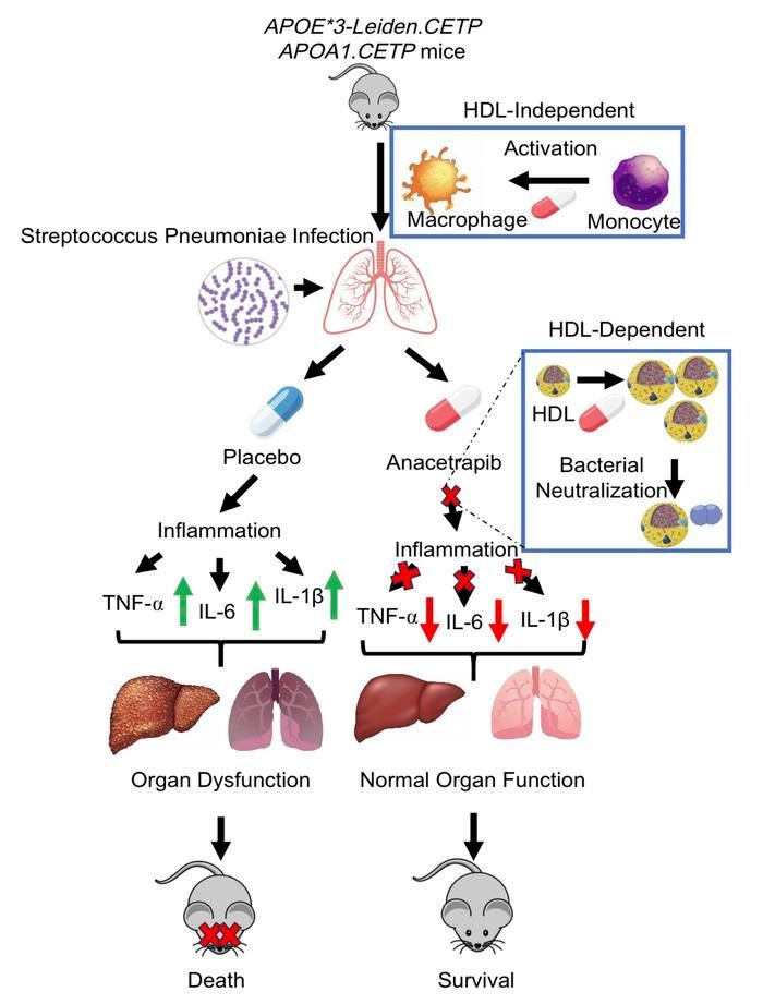 CETP inhibition enhances monocyte activation and bacterial clearance and reduces streptococcus pneumonia–associated mortality in mice: buff.ly/3vX9JjT @LiamBrunham @UBCmedicine #Cardiology #InfectiousDisease