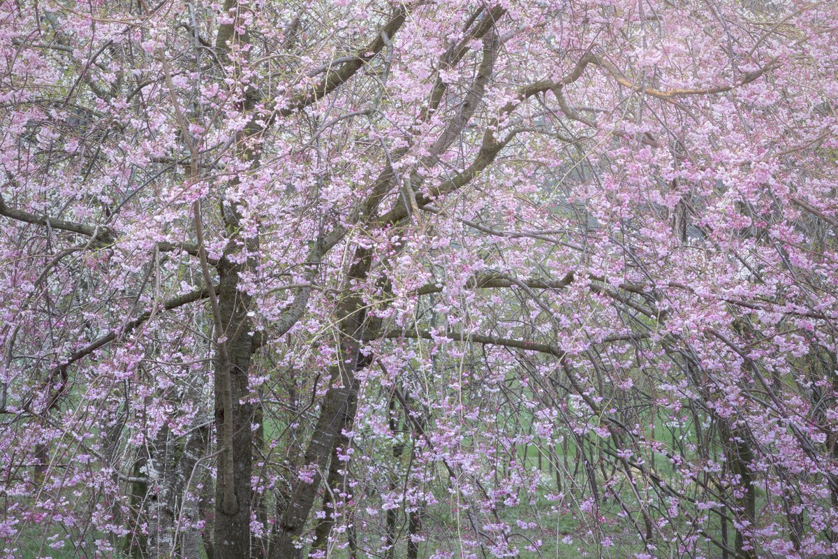 春に手を伸ばして。

#桜
#枝垂れ桜
#東京カメラ部
#SonyAlpha