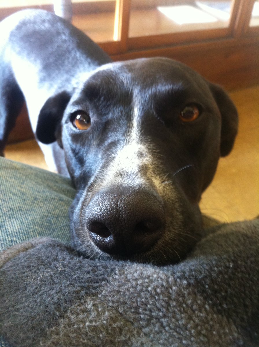 DedBytes's tweet image. KcLou, my loving loyal old doggo passed away last night. Taking her in as a stray, she had a long and happy life. Gonna miss the old girl so much.