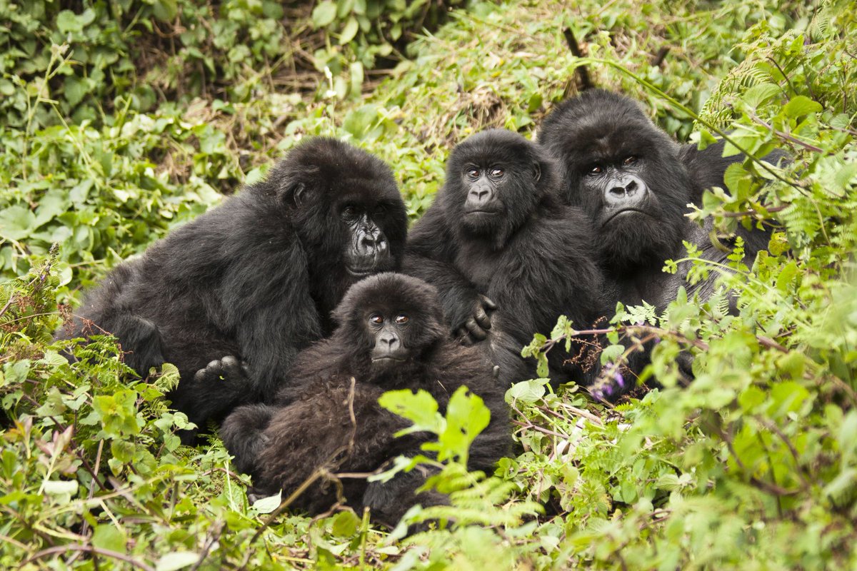 Experience the beauty of Uganda & witness the expressive look of mountain Gorillas up close on this awe-inspiring safari. 
See More - tinyurl.com/26ntsra8

#mountaingorillas #ugandatravel #gorillatrekking #gorillatrekkinguganda #ugandasafari #wildlifephotography