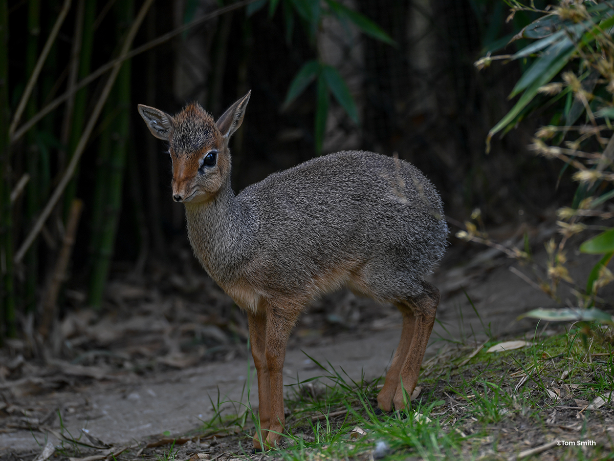 Our Kirk’s dik-dik calf has been named! We are delighted to introduce Dash, aptly named as he can often be seen with the zoomies around his habitat.