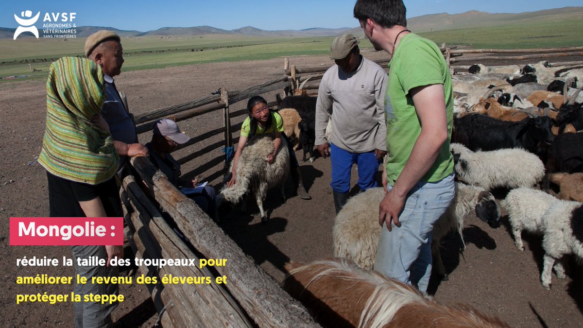 🇲🇳 En Mongolie, 1 habitant-e sur 3 tire ses revenus de l’élevage. Problème : l'augmentation de la taille des troupeaux accentue les problèmes environnementaux déjà importants 📖 Merci à @RFI qui met en lumière les actions d’AVSF auprès des éleveurs-ses : rfi.fr/fr/podcasts/à-…