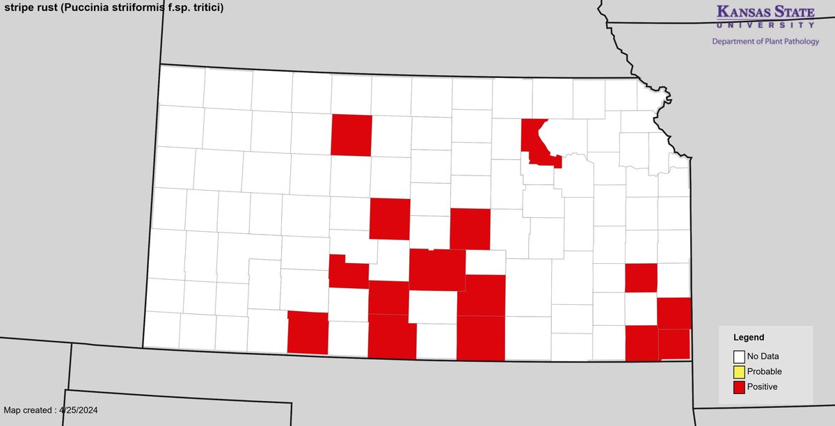 Stripe rust has now been reported at low levels in 14 Kansas counties. Read more about the stripe rust risk for Kansas in this weeks eUpdate: eupdate.agronomy.ksu.edu/article_new/st…