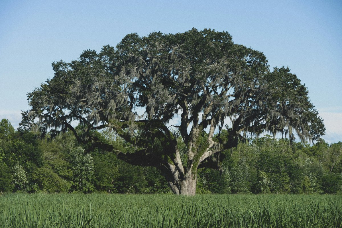 Did you know that oaks have been revered for centuries across cultures? They symbolize longevity, strength, and resilience—the embodiment of enduring qualities we at AgAmerica admire. What's your favorite tree and why? #ArborDay #ArborDay2024