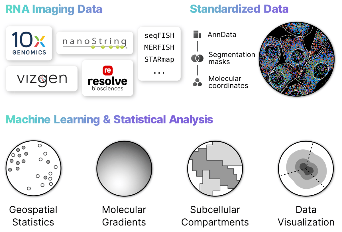 Announcing a huge v2.1 release for Bento, enabling even more scalable analysis of spatial transcriptomic data! 🏃💨

Plus, our paper is now published at <a href="/GenomeBiology/">Genome Biology</a> after a roller coaster of preprints, submissions, revisions, new authors, and datasets 🎈 <a href="/NoorsherAhmed/">Noorsher Ahmed</a> 1/6